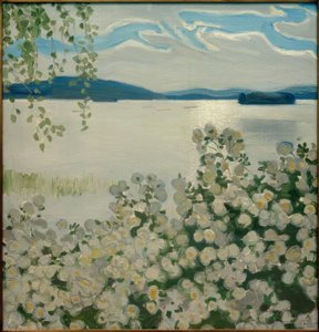 Vita rosor