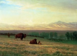 Buffalo on the Plains, ca 1890 av Albert Bierstadt