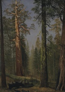 Jättekvoten Grizzly, Mariposa Grove, Kalifornien av Albert Bierstadt