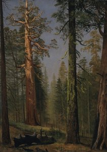 Jättekvoten Grizzly, Mariposa Grove, Kalifornien av Albert Bierstadt