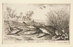 Aculeatus eller Spinachia. L av Albert Flamen