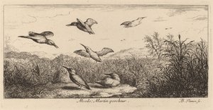 Alcedo, Kungsfiskaren