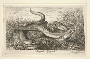 Anguilla. L av Albert Flamen