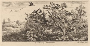 Carduelis, Guldfinken av Albert Flamen