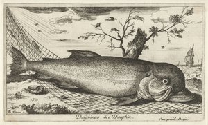 Delfin i ett fiskenät Delphinus Le Dauphin. (titel på objekt) Fiskar och andra havsdjur - saltvatten tredje serie (serietitel) Poissons de mer (serietitel) av Albert Flamen