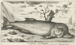 Delfin i ett fiskenät Delphinus le Dauphin. (titel på objekt) Fish and Other Sea Creatures - Saltwater Third Series (serietitel) Poissons de mer (serietitel) av Albert Flamen