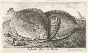Tre ungar på stranden Rhombus Laeuis La Barbuë (titel på objekt) Fish and Other Sea Creatures - Saltwater Third Series (serietitel) Poissons de mer (serietitel) av Albert Flamen