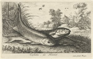 Tre färnar på en flodstrand cefalus. Le Meunier. (titel på objekt) Fiskar och andra havsdjur - första serien i sötvatten (serietitel) Diverse Especes de Poissons d