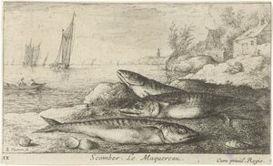 Tre makrillar på stranden Scomber. Le Maquereau. (titel på objekt) Fiskar och andra havsdjur - saltvatten första serie (serietitel) Diverses Especes de Poissons de mer (serietitel) av Albert Flamen