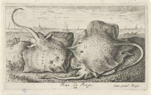 Tre strålar på stranden raja. La Raye. (titel på objekt) Fiskar och andra havsdjur - saltvattens andra serie (serietitel) Poissons de mer (serietitel) av Albert Flamen