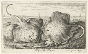 Tre strålar på stranden Raja. La Raye. (titel på objekt) Fiskar och andra havsdjur - saltvattens andra serie (serietitel) Poissons de mer (serietitel) av Albert Flamen