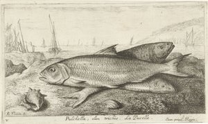 Tre fiskar på stranden Pulchella, olim trichis. La Pucelle. (titel på objekt) Fiskar och andra havsdjur - saltvatten första serie (serietitel) Diverses Especes de Poissons de mer (serietitel)