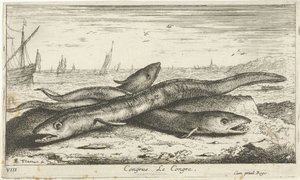 Tre havålar på stranden Congrus Le Congre. (titel på objekt) Fiskar och andra havsdjur - saltvatten första serie (serietitel) Diverses Especes de Poissons de mer (serietitel) av Albert Flamen