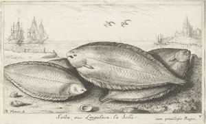 Tre sulor på stranden Solea siue Lingulaca. La Solle. (titel på objekt) Fiskar och andra havsdjur - saltvatten tredje serie (serietitel) Poissons de mer (serietitel) av Albert Flamen