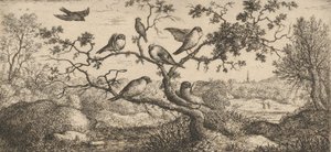 Ficedula, Piuoyne Domherren: Livre d