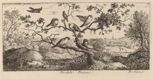 Ficedula, domherren av Albert Flamen