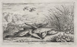 Sötvattenfisk, del II: Epelanus, L