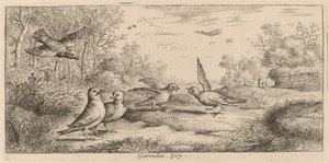 Garrulus, Jay av Albert Flamen