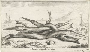 Garfish på stranden Admos. Lesguille de Mer. (titel på objekt) Fish and Other Sea Creatures - Saltwater Third Series (serietitel) Poissons de mer (serietitel) av Albert Flamen