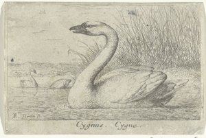 Landskap med svan Cygnus. Cygne. (titel på objekt) Tretton fågelarter (serietitel) Diuersae Auium Specie (serietitel) av Albert Flamen
