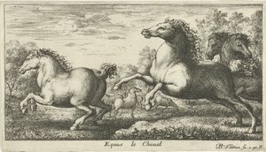 Hästar Equus le Cheval (titel på objekt) Olika djurarter (serietitel) av Albert Flamen