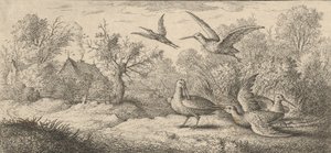 Rusticula, Beccasse The Woodcock: Livre d