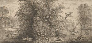 Rusticula minor, Beccassine Snipe: Livre d