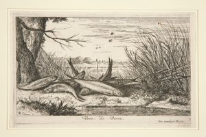 The Loach, från den andra delen av Fresh Water Fish-serien. av Albert Flamen