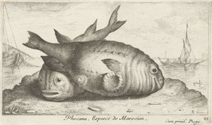 Två tumlare på stranden Phocana, Espèce de Marsoüin, (titel på objekt) Fish and Other Sea Creatures - Saltwater Third Series (serietitel) Poissons de mer (serietitel) av Albert Flamen