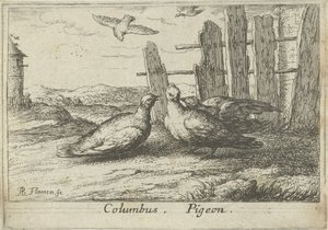Två duvor vid ett staket Columbus. duva. (titel på objekt) Tretton fågelarter (serietitel) Diuersae Auium Specie (serietitel) av Albert Flamen