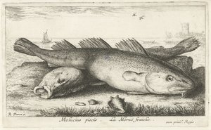 Två torskar på stranden Molucius piscis. Le Morue Fraiche. (titel på objekt) Fiskar och andra havsdjur - saltvattens andra serie (serietitel) Poissons de mer (serietitel) av Albert Flamen