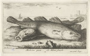 Två torskar på stranden Molucius piscis. La Morue fraiche. (titel på objekt) Fiskar och andra havsdjur - saltvattens andra serie (serietitel) Poissons de mer (serietitel) av Albert Flamen