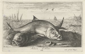 Två får fiska på stranden alausa. L