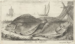 Två dabs på stranden limanda. La Limande. (titel på objekt) Fiskar och andra havsdjur - saltvatten tredje serie (serietitel) Poissons de mer (serietitel) av Albert Flamen