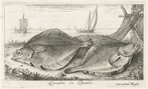 Två dabs på stranden limanda. La Limande. (titel på objekt) Fiskar och andra havsdjur - saltvatten tredje serie (serietitel) Poissons de mer (serietitel) av Albert Flamen