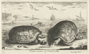 Två sköldpaddor på stranden testudo småbåtshamn; La Tortuë de Mer (titel på objekt) Fiskar och andra havsdjur - saltvattens andra serie (serietitel) Poissons de mer (serietitel) av Albert Flamen