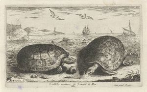 Två sköldpaddor på stranden testudo småbåtshamn; La Tortuë de Mer (titel på objekt) Fiskar och andra havsdjur - saltvattens andra serie (serietitel) Poissons de mer (serietitel) av Albert Flamen