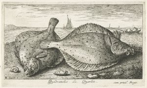 Två rödspätta på stranden Quadratulus. LeQuarlet. (titel på objekt) Fiskar och andra havsdjur - saltvatten tredje serie (serietitel) Poissons de mer (serietitel) av Albert Flamen