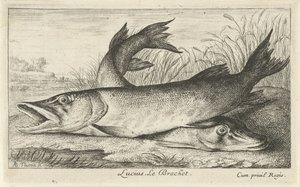 Två gäddor på en flodstrand Lucius. Le Brochet. (titel på objekt) Fiskar och andra havsdjur - första serien i sötvatten (serietitel) Diverse Especes de Poissons d