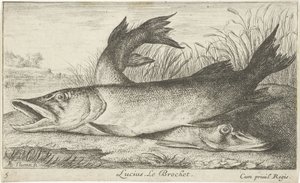 Två gäddor på en flodstrand Lucius. Le Brochet. (titel på objekt) Fiskar och andra havsdjur - första serien i sötvatten (serietitel) Diverse Especes de Poissons d