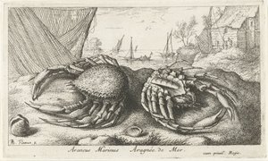 Två spindelkrabbor nära ett fiskenät Araneus Marinus Aragnée de Mer (titel på objekt) Fiskar och andra havsdjur - saltvattens andra serie (serietitel) Poissons de mer (serietitel) av Albert Flamen