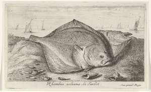 Två piggvar på stranden Rhombus acleatus. Le Piggvar. (titel på objekt) Fiskar och andra havsdjur - saltvatten tredje serie (serietitel) Poissons de mer (serietitel) av Albert Flamen