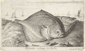 Två piggvar på stranden Rhombus acleatus. Le Piggvar. (titel på objekt) Fiskar och andra havsdjur - saltvatten tredje serie (serietitel) Poissons de mer (serietitel) av Albert Flamen