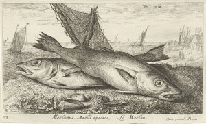 Två vitlingar på stranden Merlanus. Aselli art, Le merlan. (titel på objekt) Fiskar och andra havsdjur - saltvatten första serie (serietitel) Diverses Especes de Poissons de mer (serietitel) av Albert Flamen