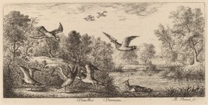 Vanellus, Vipan av Albert Flamen