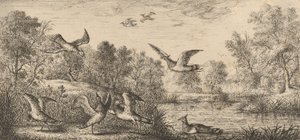 Vanellus, Vanneau The Lapwing: Livre d