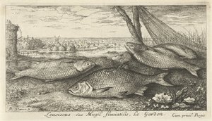 Fyra mört i ett fiskenät Leuciscus siue Mugil fluuiatilus. Le Gardon. (titel på objekt) Fiskar och andra havsdjur - första serien i sötvatten (serietitel) Diverse Especes de Poissons d