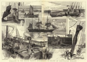 Valfångst i södra Stilla havet, operationer ombord på en australisk valfångare