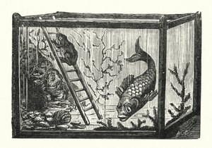 Fisk och groda i ett akvarium (gravyr) av Albert Robida