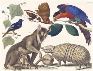 Flik. 38 Vol. I., från naturskatternas rikedom, 1734-65 (handfärgad gravyr) av Albertus Seba